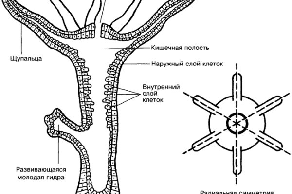 Кракен супернет ссылка kraken link24 info