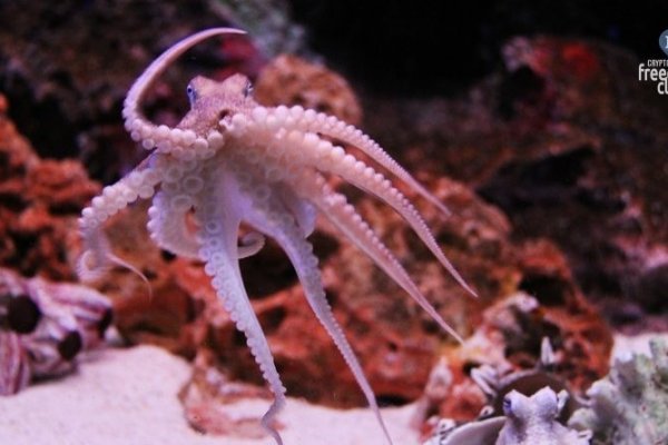 Kraken супернет рынок