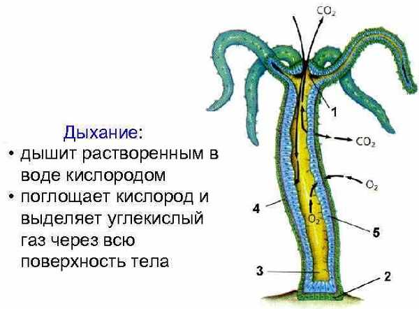 Кракен ссылка прокатис