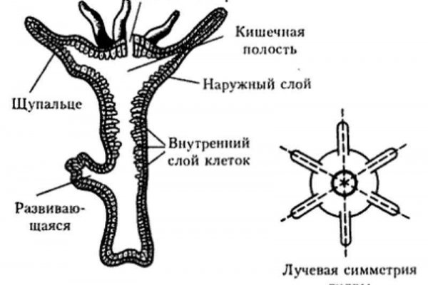 Оригинальная ссылка на магазин кракен